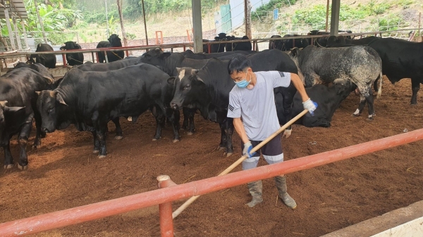 Chăn nuôi an toàn sinh học ở Vĩnh Phúc [Bài cuối]: Lời giải bài toán nhỏ lẻ, môi trường