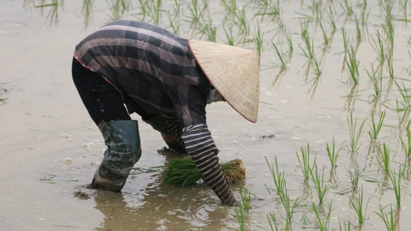 Thủy lợi An Kim Hải đảm bảo nước tưới cho 20.000 ha