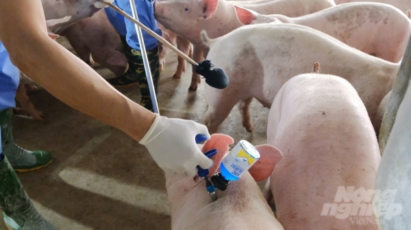 The Prime Minister requests to completely handle African swine fever outbreaks