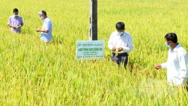 Năm thắng lợi của ngành trồng trọt Bình Định