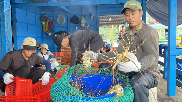 Ornate rock lobster struggles 'traffic jam' to China: Not the issues of inspection, food safety