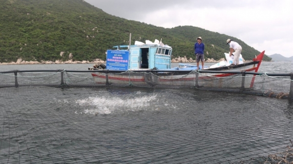 Tự tin nuôi biển với lồng HDPE