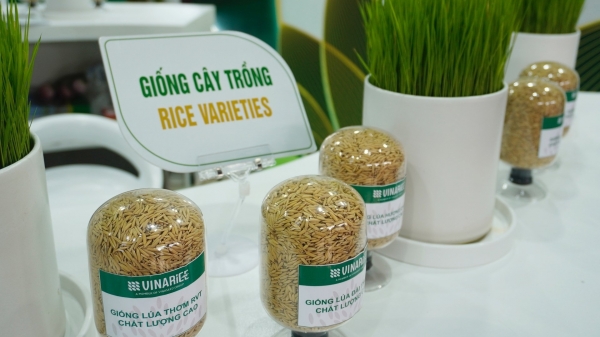 Vinarice giới thiệu những giống lúa chất lượng cao bản quyền