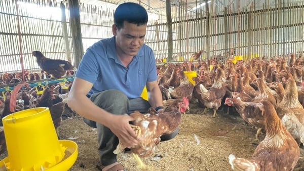Chăn nuôi gà an toàn sinh học ở xứ Lạng