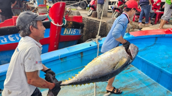 Mùa săn cá ngừ đại dương