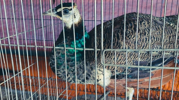 Mua bán động vật hoang dã trá hình trong chợ chim cảnh lớn nhất miền Tây