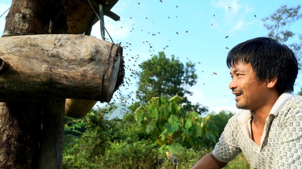 Tuyệt chiêu 'dụ' ong rừng về nuôi lấy mật, mỗi năm thu hàng chục triệu đồng