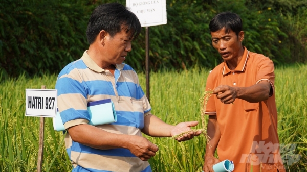 HATRI 'trình làng' bộ giống lúa thích ứng biến đổi khí hậu