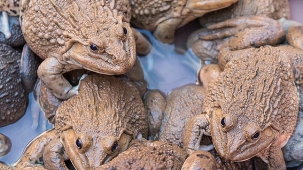 Lãi chục triệu đồng từ vèo nuôi ếch sạch 40m2