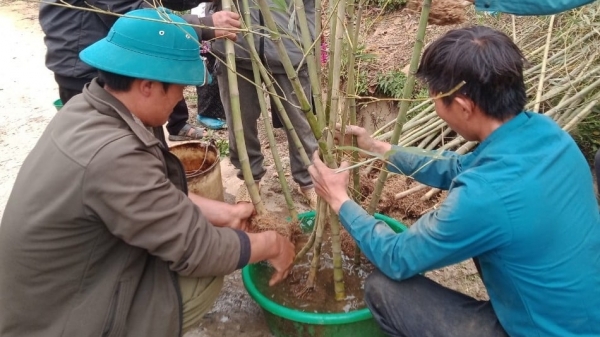 Người dân thôn cao nhất Việt Nam háo hức trồng trúc xào