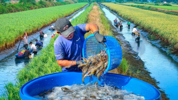 Việt Nam thu hút 6 nguồn lực hỗ trợ nông nghiệp ĐBSCL chuyển đổi thuận thiên