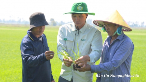 Khuyến nông cộng đồng - Lực lượng chính tham gia Đề án 1 triệu ha lúa