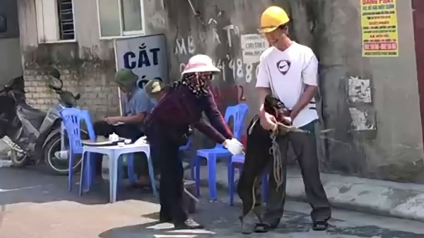 Hải Phòng lập đội bắt chó, mèo thả rông