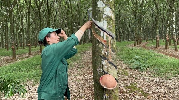 Tiếp thị mủ, gỗ cao su có chứng chỉ quản lý rừng bền vững