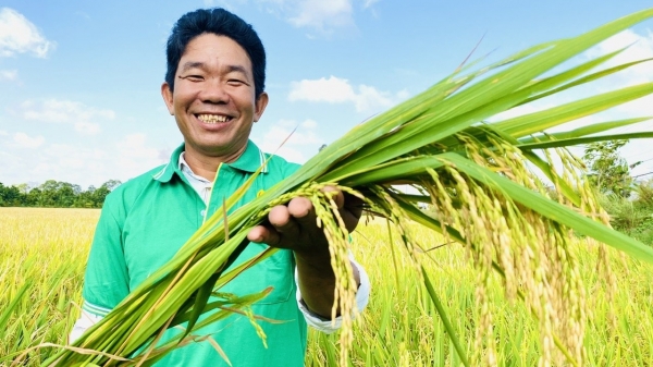 Nâng cao năng lực hơn 1 triệu người triển khai Đề án 1 triệu ha lúa