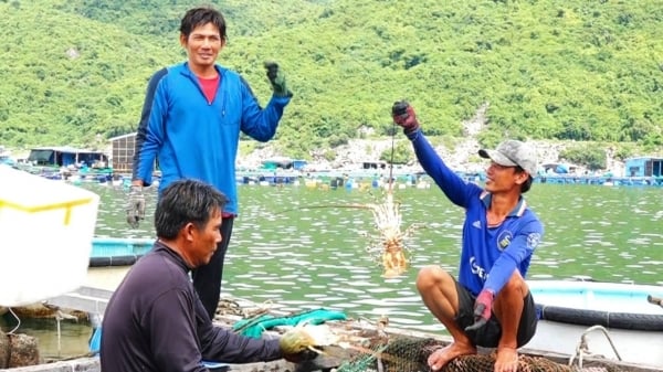 Phú Yên hướng đến xuất khẩu tôm hùm chính ngạch