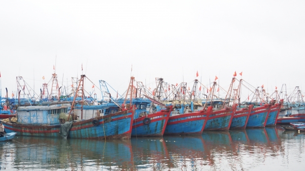 Cảng 'tự phát' khó giám sát sản lượng cá