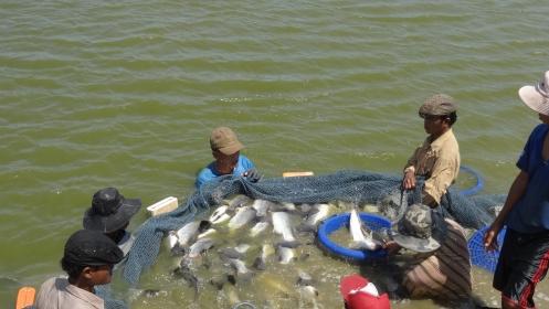 Doanh nghiệp thủy sản khó tiếp cận chính sách hỗ trợ thiệt hại do dịch bệnh