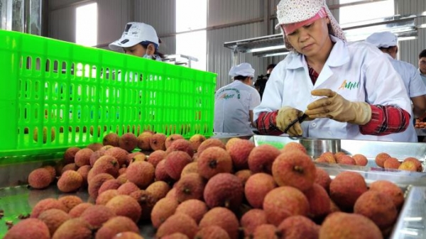 Phấn đấu đưa ngành chế biến rau quả vào 5 nước hàng đầu thế giới