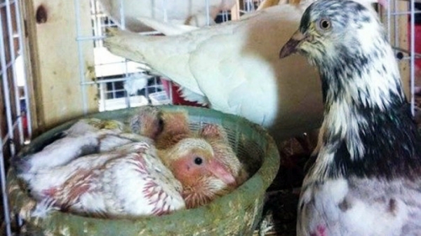 Phòng bệnh đậu cho bồ câu - cách sát trùng chuồng nuôi nhốt chim bồ câu