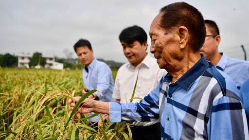Người trẻ Trung Quốc nói gì về cha đẻ lúa lai