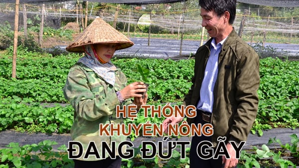 Tôi hi vọng chị Phạm Thị Thanh Trà sẽ hiểu vai trò của khuyến nông xã