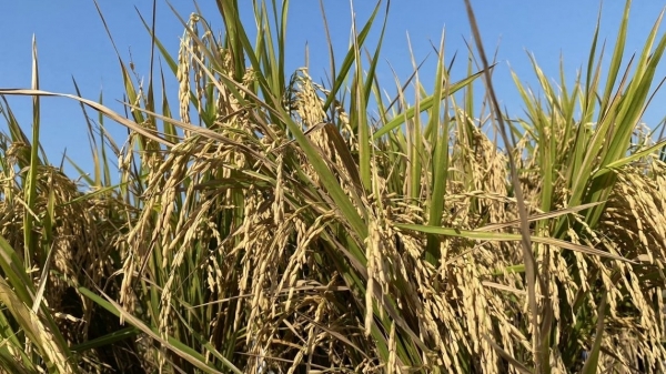 Hạt gạo làng ta và màu lúa trong thi ca Việt