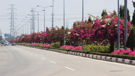 Hàng chục cây hoa giấy trên đường đẹp nhất Vũng Tàu bị cưa trộm