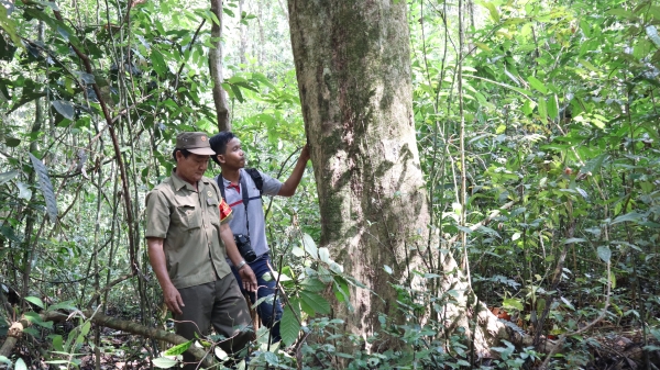 Bình Phước tăng diện tích rừng tự nhiên