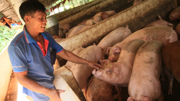 80% trang trại chăn nuôi ở Bình Phước quy mô lớn