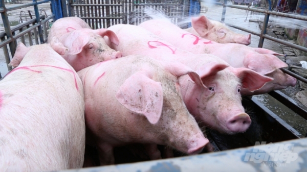 15 doanh nghiệp chăn nuôi lợn hỗ trợ người tiêu dùng 20 tỷ đồng mỗi ngày