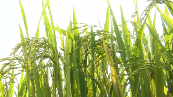 Cánh đồng 60ha cấy lúa ĐH12 tại Nghệ An cho năng suất cao