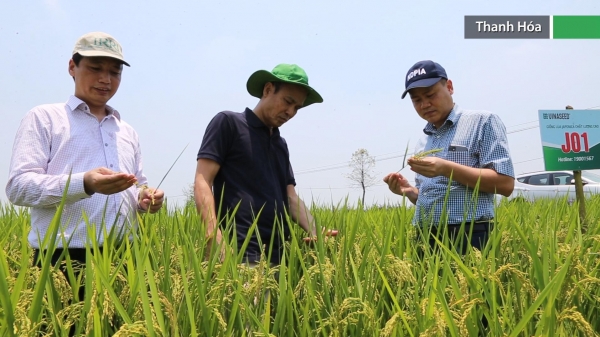 Nhiều giống lúa mới trồng thử nghiệm cho năng suất cao ở Bắc Trung Bộ
