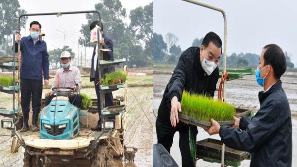 Bí thư, Chủ tịch Hà Nội cấy lúa cùng nông dân