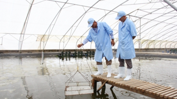 Thủy sản ĐBSCL thích ứng với xâm nhập mặn, biến đổi khí hậu