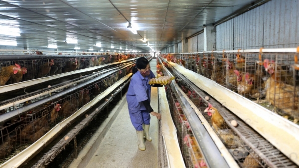Hà Nội phấn đấu đến năm 2025 có 2.000 trang trại đạt chuẩn