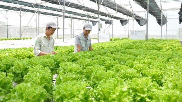 Hà Nội thí điểm thành lập 3 trung tâm dịch vụ nông nghiệp