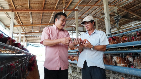 Chuỗi liên kết chăn nuôi gà đẻ thành công tại Cần Đước