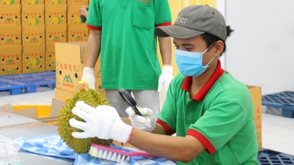 Thị trường Anh ngày càng ưa chuộng sầu riêng Việt Nam