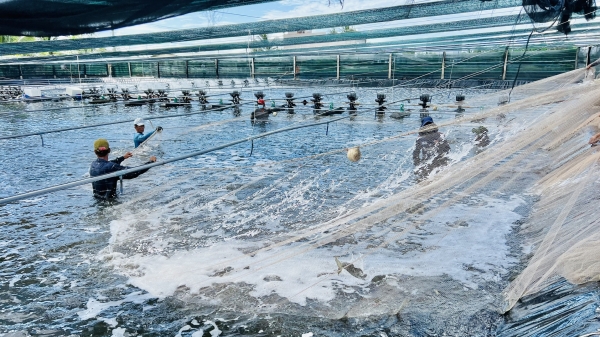 Dự báo nuôi trồng thủy sản gặp khó trong mùa mưa