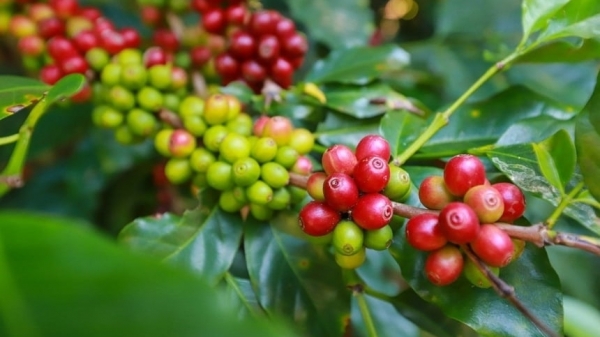 Giá cà phê vượt 94.000 đồng/kg và tiếp tục tăng