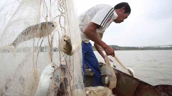 Hưng Yên cấm khai thác thủy sản trên sông Hồng, sông Luộc trong 3 tháng