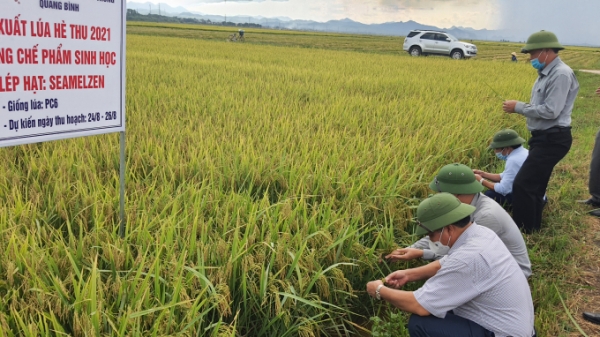 Nông dân Quảng Bình vừa thu hoạch lúa vừa chống dịch Covid19