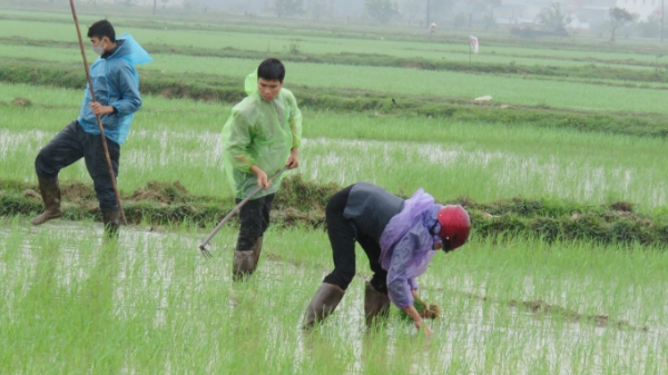 Trong mưa lạnh đầu Xuân, nông dân Quảng Bình vẫn hăng say ra đồng