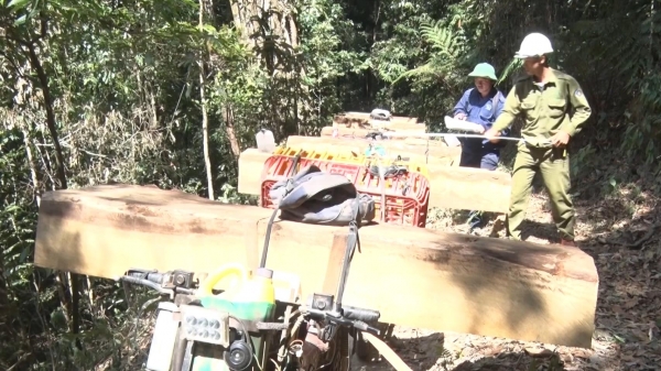 13 nghi phạm khai thác gỗ trái phép bị bắt tại Kon Tum