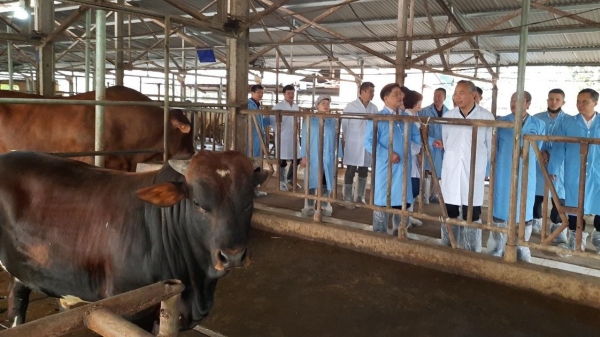 Bàn giao 12 con bò Angus và Charolaise cho Học viện Nông nghiệp Việt Nam