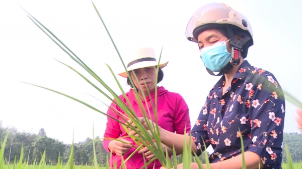 Hơn 46 ha lúa tại Tuyên Quang nhiễm bệnh đạo ôn