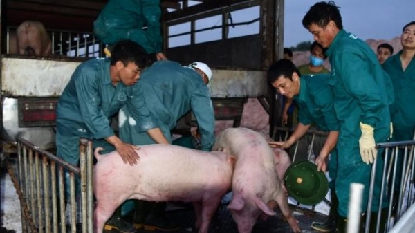 Nhập 5 triệu con lợn thịt từ Thái Lan chắc chắn giá lợn giảm