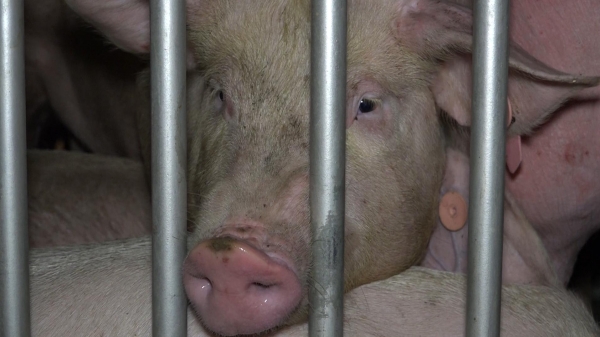 Nhập khẩu lô lợn gần 2.500 con từ Thái Lan