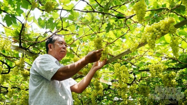 Kỹ sư ngành hóa trồng vườn nho lai tạo trĩu quả rộng 500m2